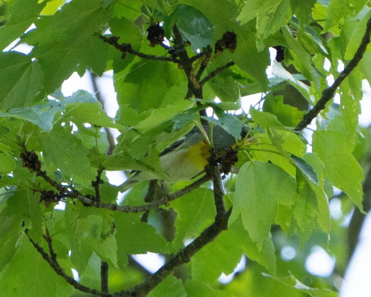 Northern Parula - ML635271796