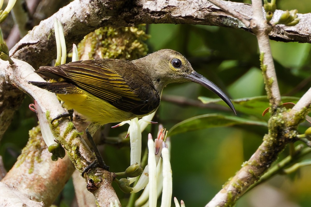 Thick-billed Spiderhunter - ML635271804