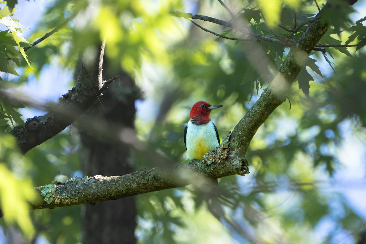 Red-headed Woodpecker - ML635271807