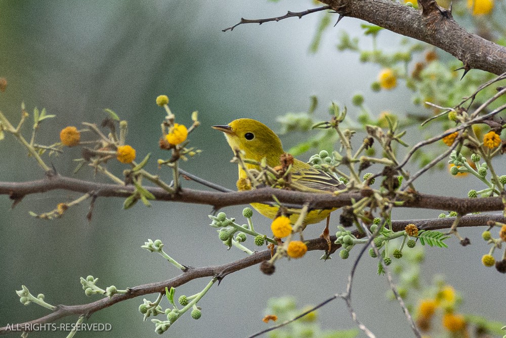 Northern Yellow Warbler - ML635271849