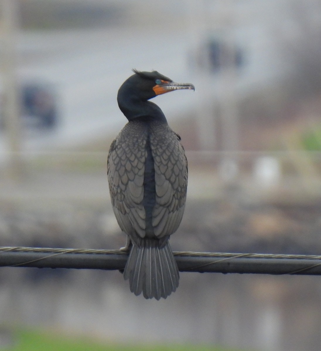 Cormorán Orejudo - ML635271864
