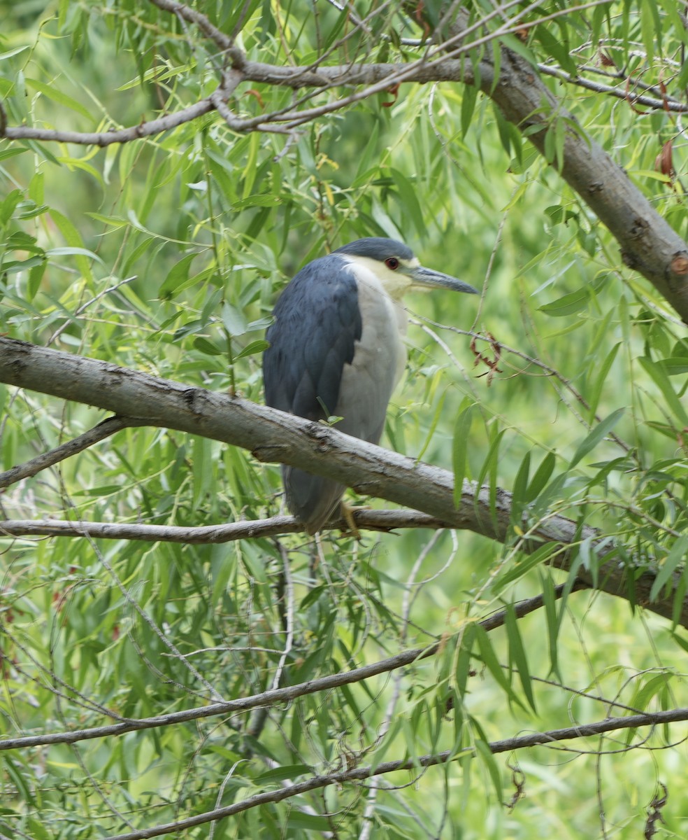 Black-crowned Night Heron - ML635271865
