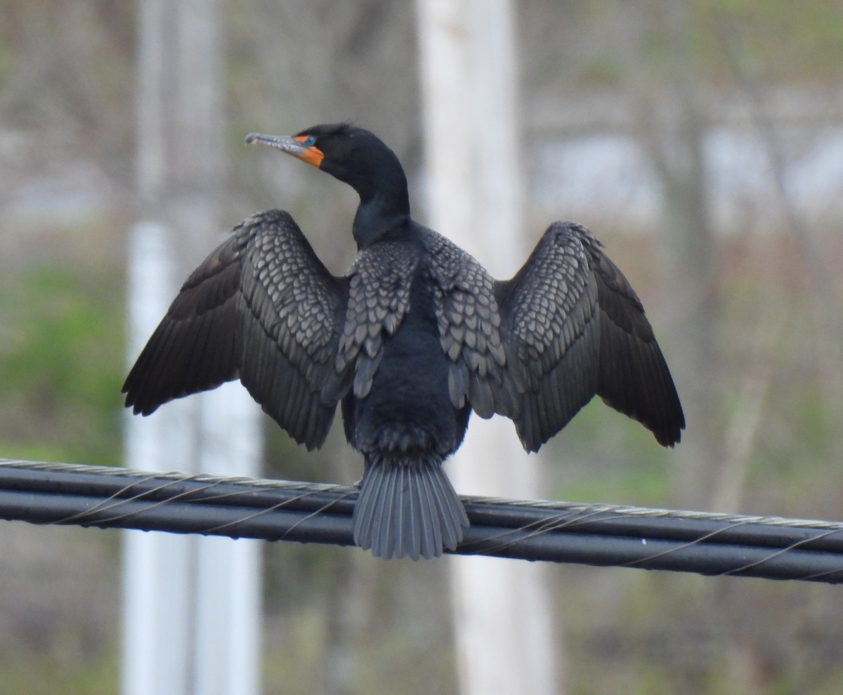 Cormorán Orejudo - ML635271870