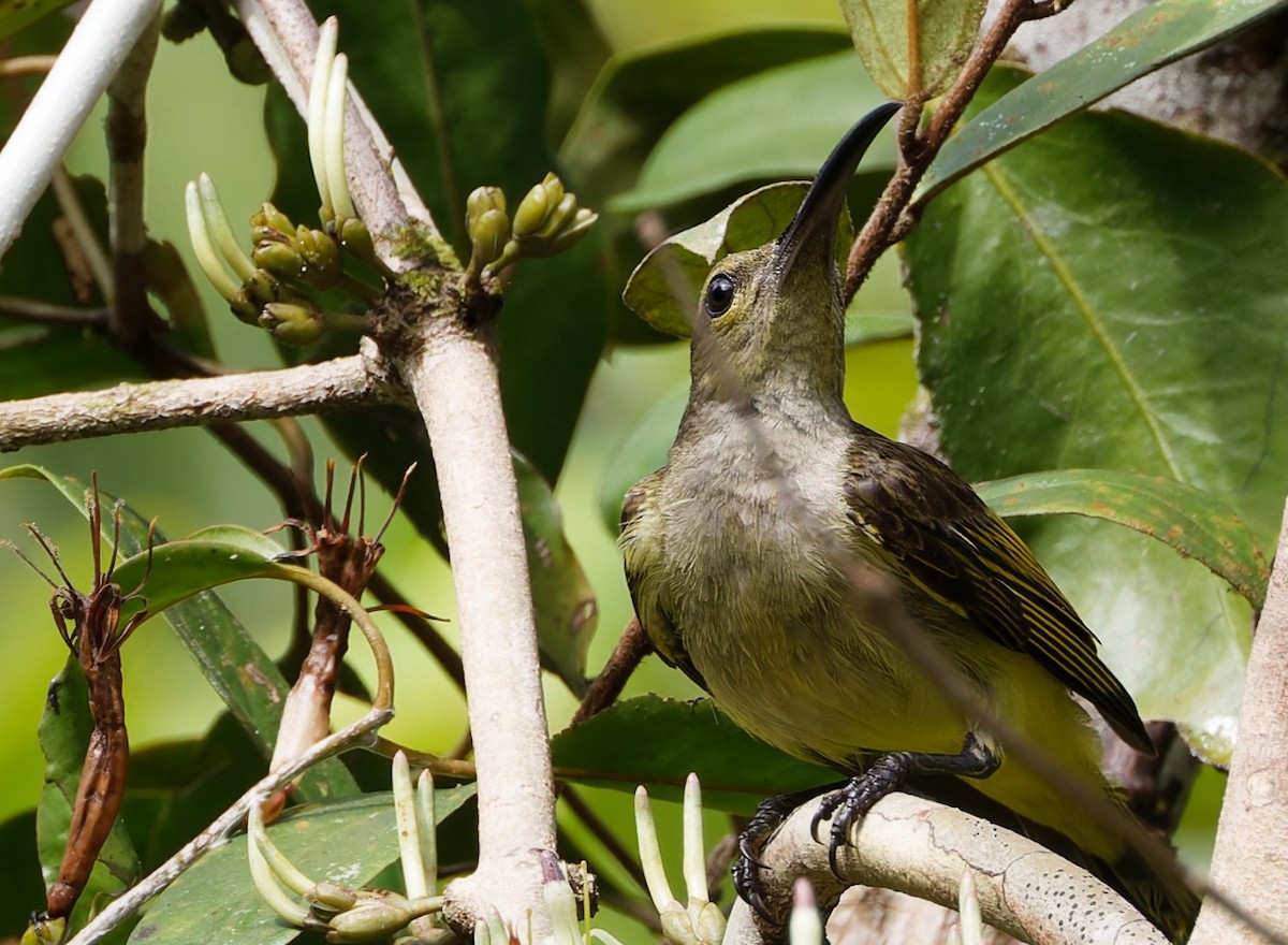 Thick-billed Spiderhunter - ML635271924