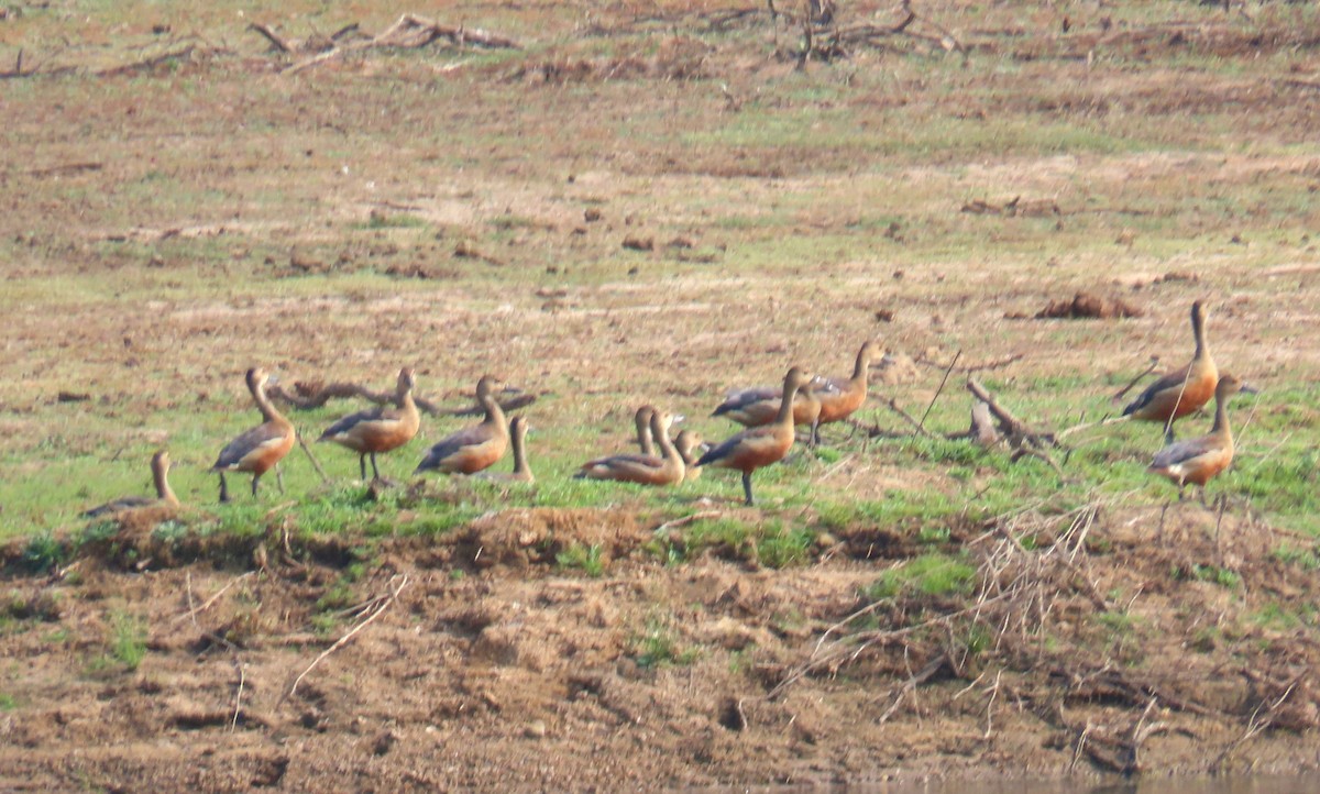 Lesser Whistling-Duck - ML635271957