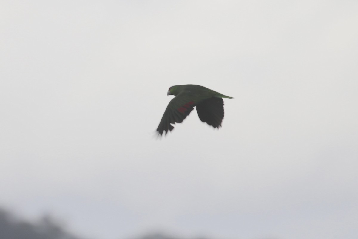 Red-crowned Amazon - ML635271995