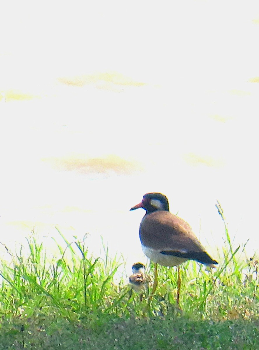 Red-wattled Lapwing - ML635272005