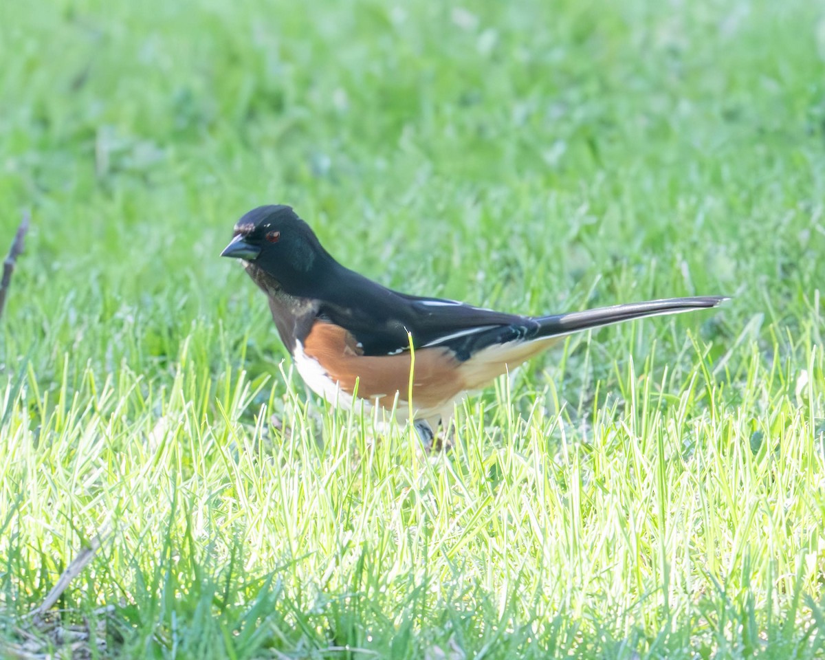Eastern Towhee - ML635272097