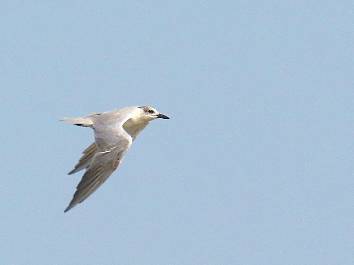 Gull-billed Tern - ML635272104