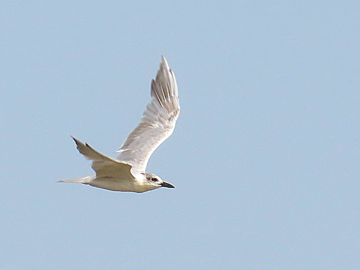 Gull-billed Tern - ML635272105