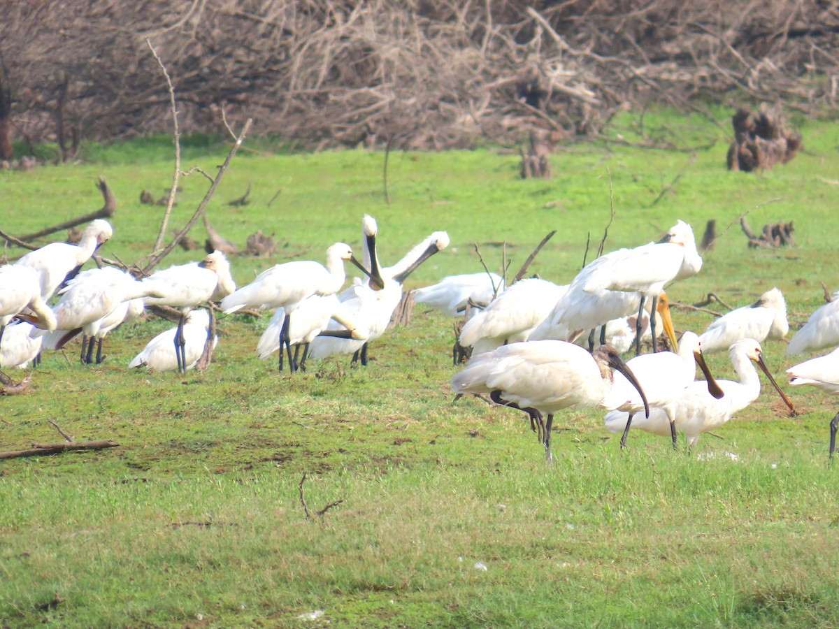 Eurasian Spoonbill - ML635272119