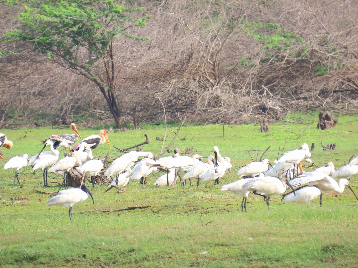 Eurasian Spoonbill - ML635272120