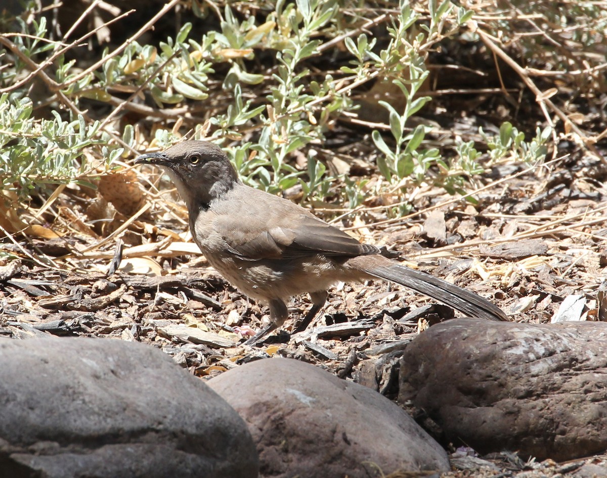 Curve-billed Thrasher - ML63527231