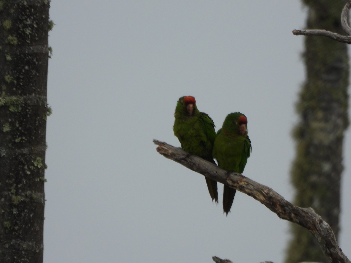 Scarlet-fronted Parakeet - ML635272344