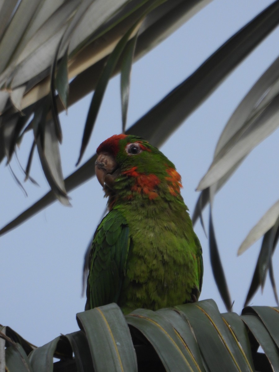 Scarlet-fronted Parakeet - ML635272345