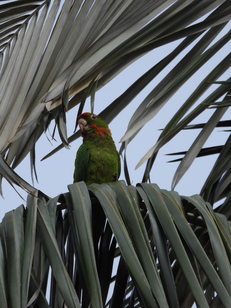 Scarlet-fronted Parakeet - ML635272346