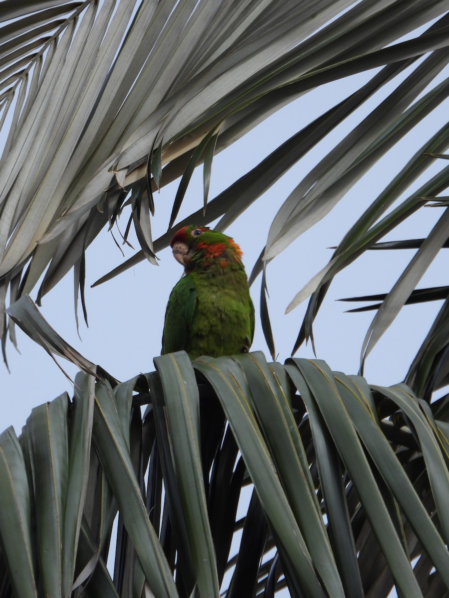 Scarlet-fronted Parakeet - ML635272347