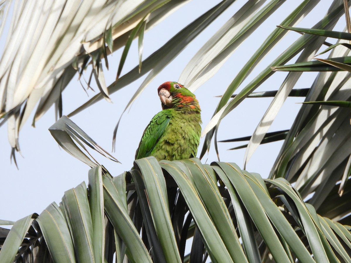 Scarlet-fronted Parakeet - ML635272348