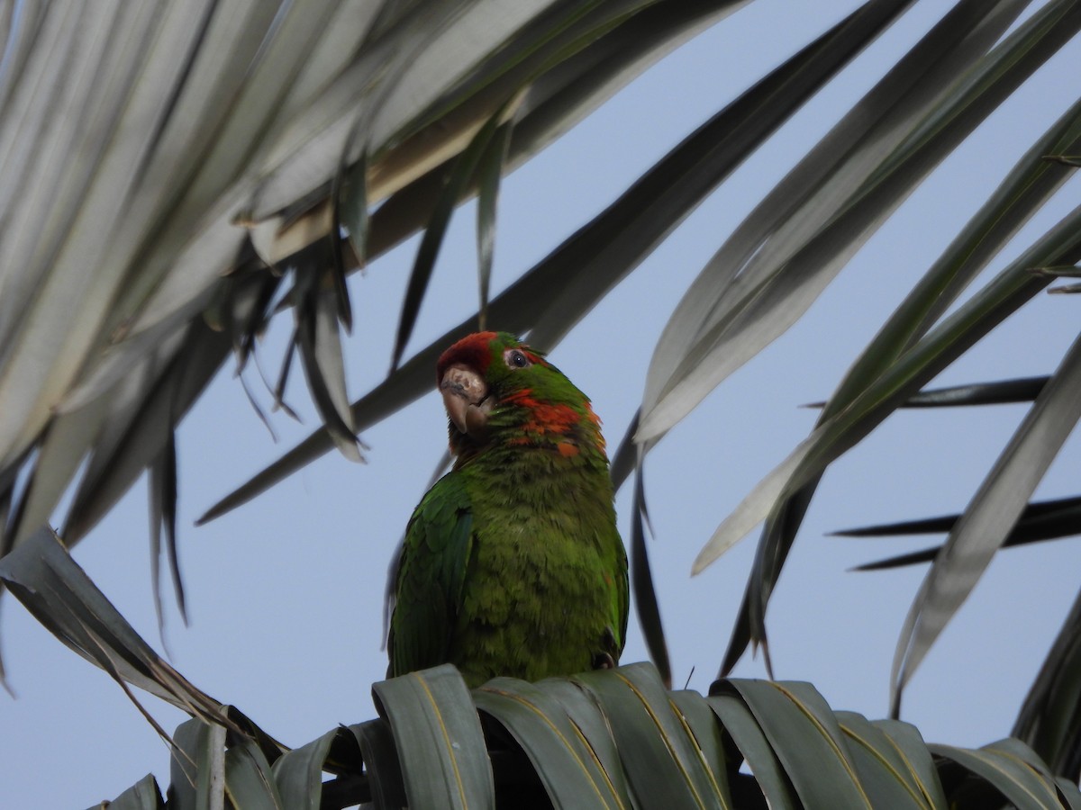 Scarlet-fronted Parakeet - ML635272350