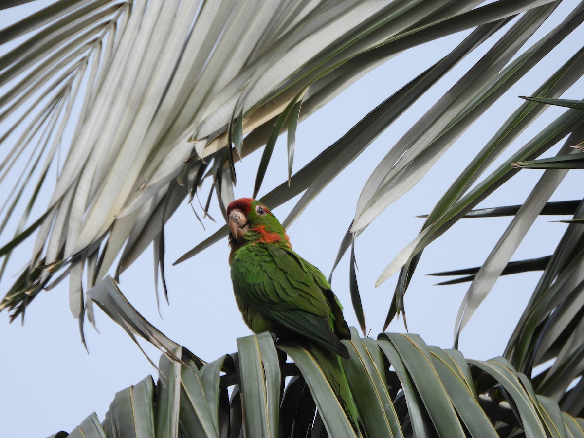 Scarlet-fronted Parakeet - ML635272351
