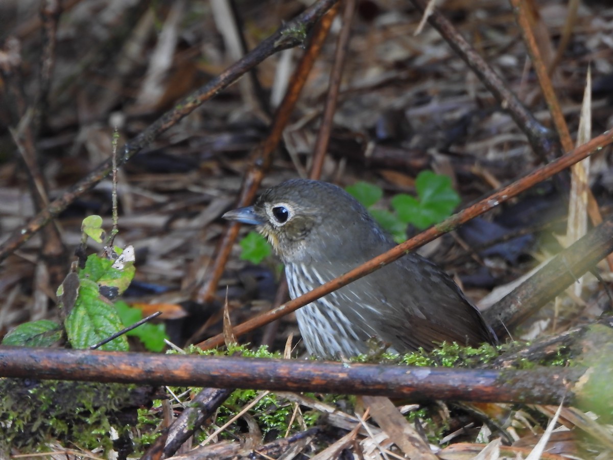 Santa Marta Antpitta - ML635272421