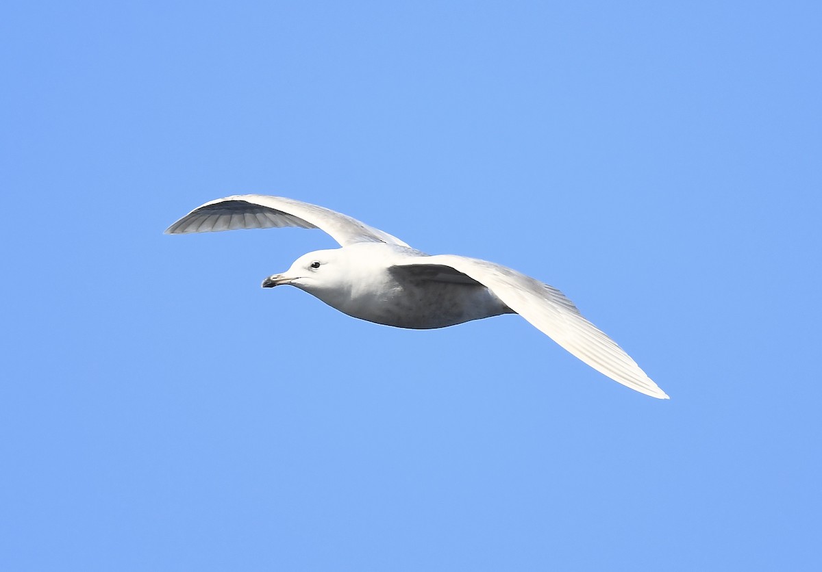 Iceland Gull - ML635272479