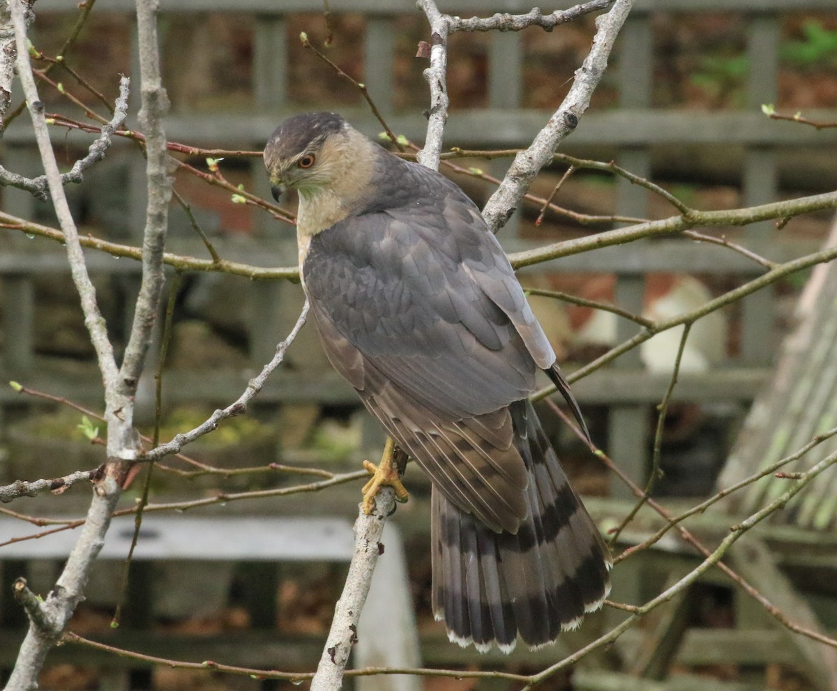 Cooper's Hawk - ML635272489