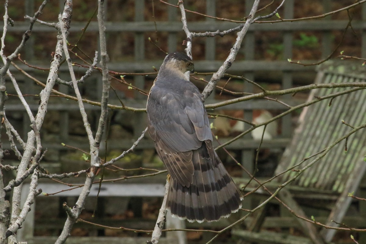 Cooper's Hawk - ML635272509
