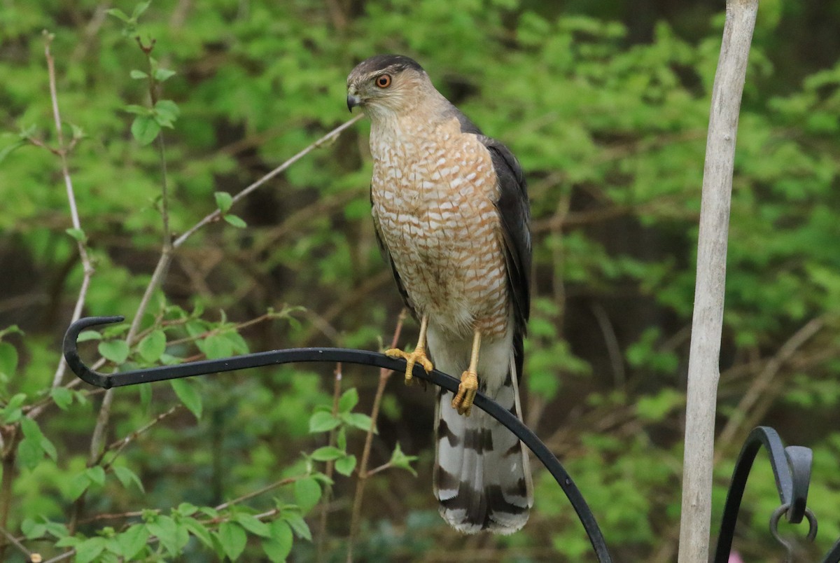 Cooper's Hawk - ML635272512