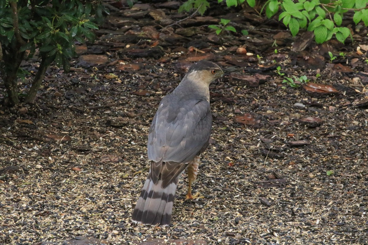 Cooper's Hawk - ML635272520