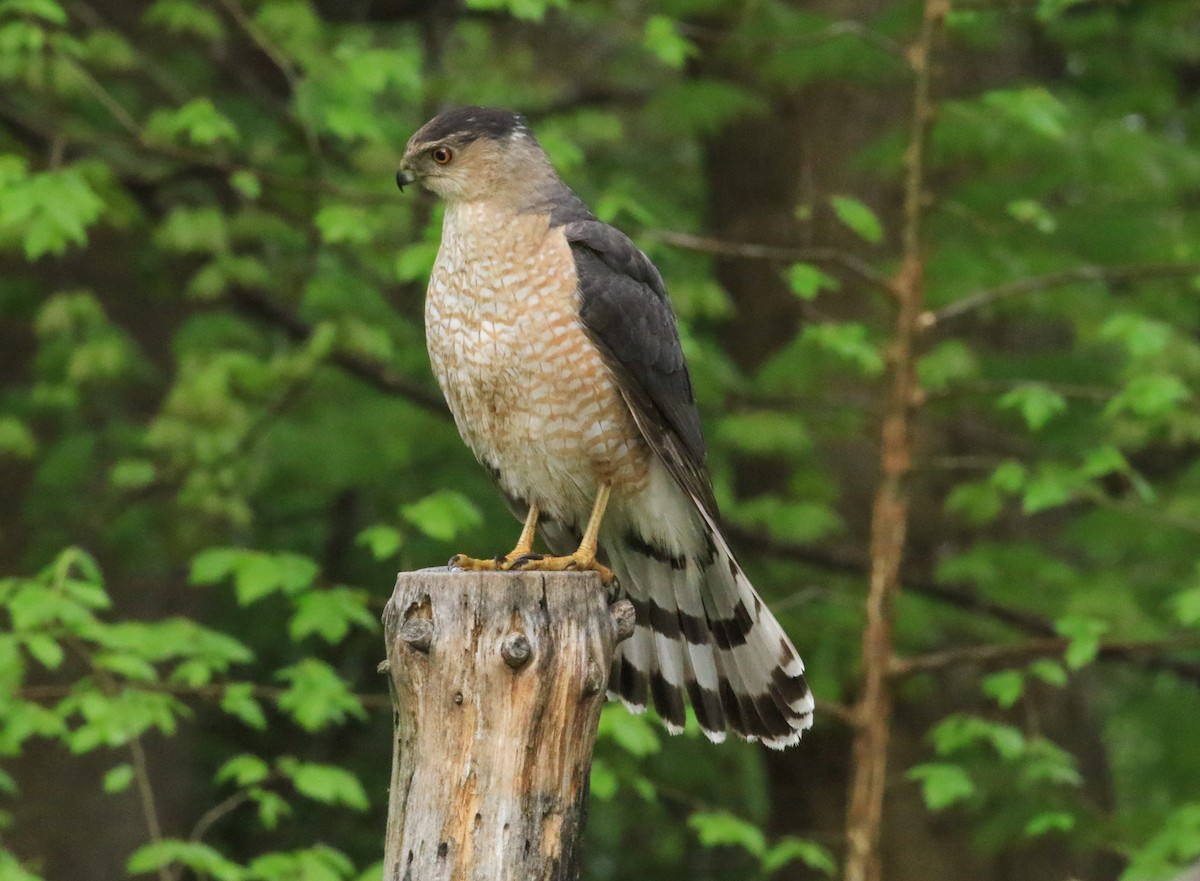 Cooper's Hawk - ML635272525