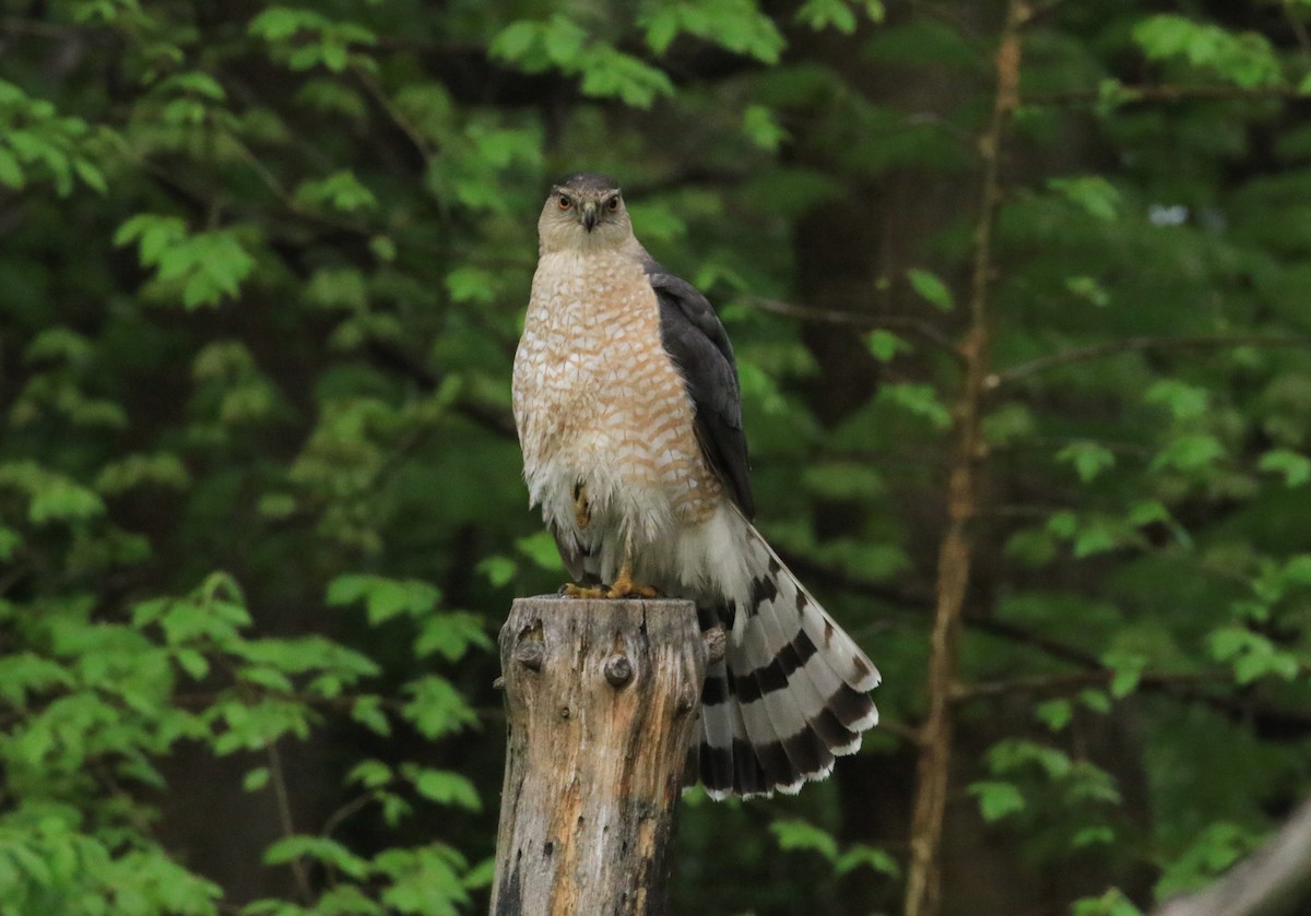 Cooper's Hawk - ML635272530