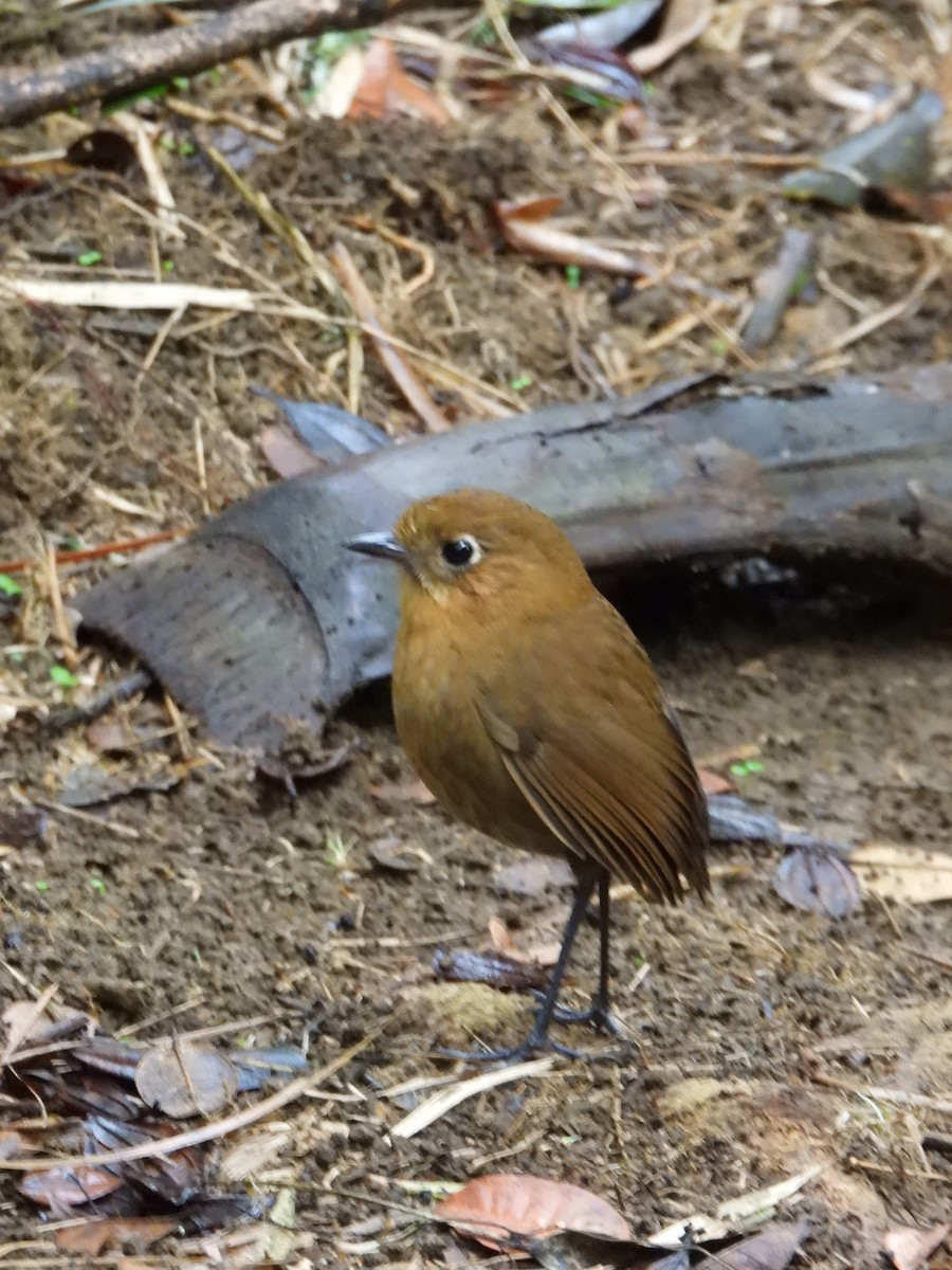 Sierra Nevada Antpitta - ML635272562