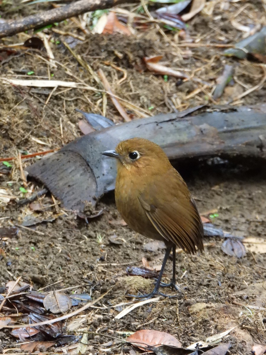 Sierra Nevada Antpitta - ML635272563