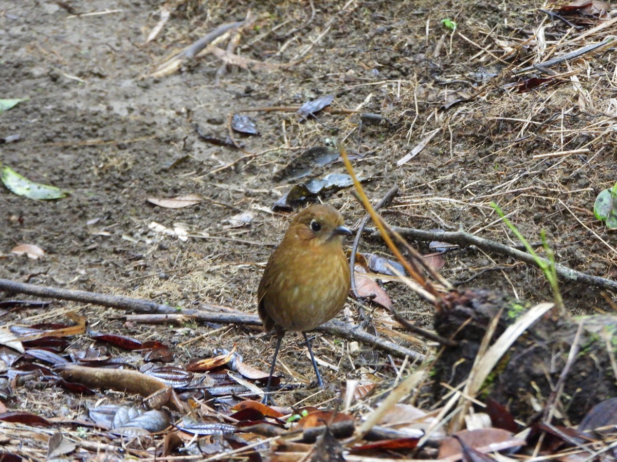 Sierra Nevada Antpitta - ML635272564