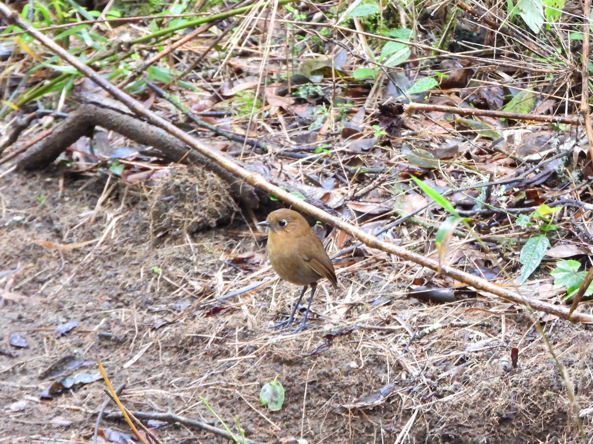 Sierra Nevada Antpitta - ML635272565