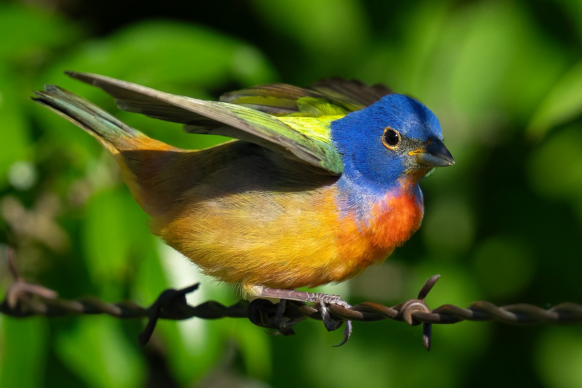 Painted Bunting - ML635272704