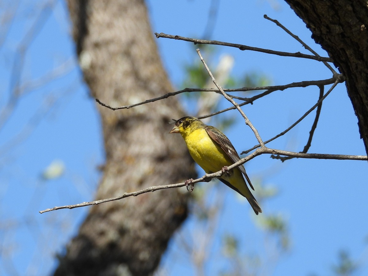 Lesser Goldfinch - ML635272753