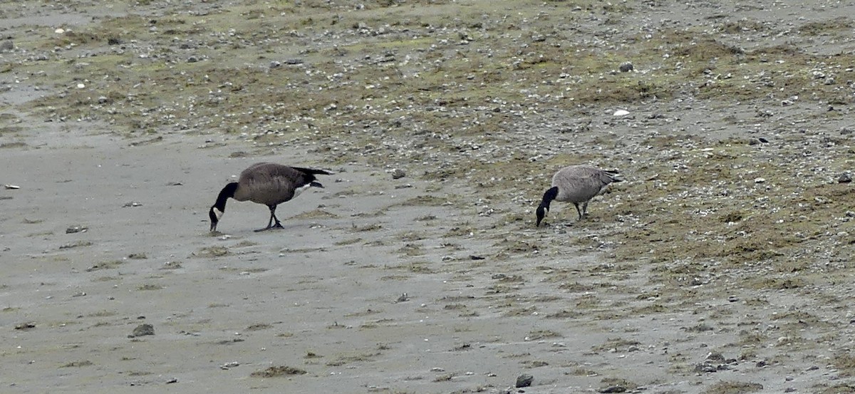 Branta kanadar txikia - ML635272807