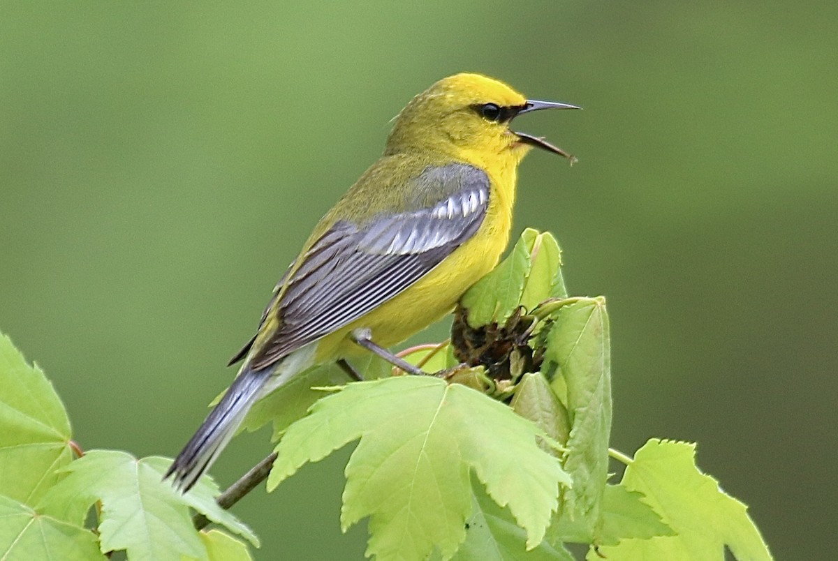 Blue-winged Warbler - ML635272847