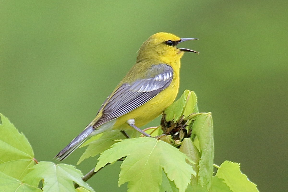 Blue-winged Warbler - ML635272848