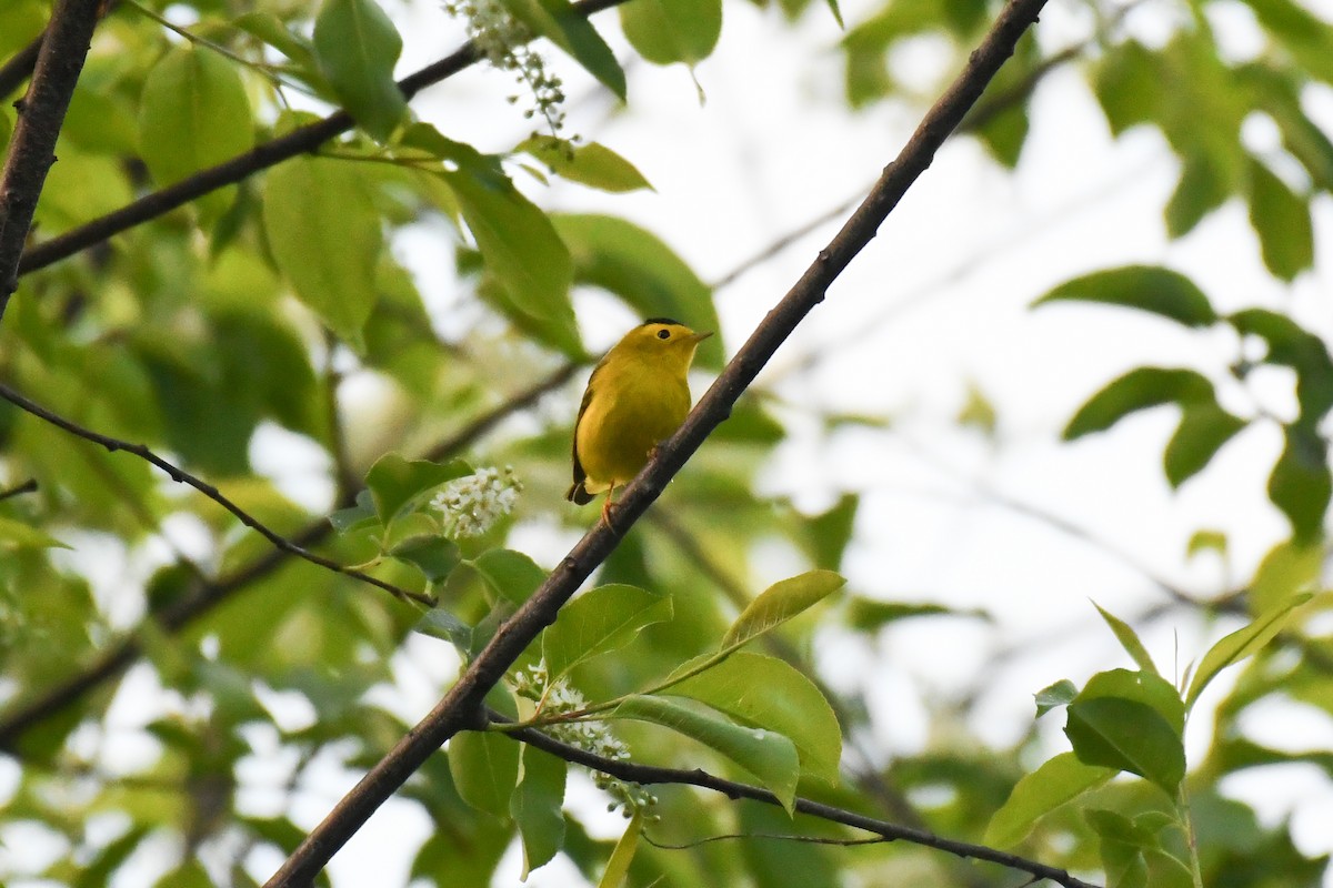 Wilson's Warbler - ML635272862