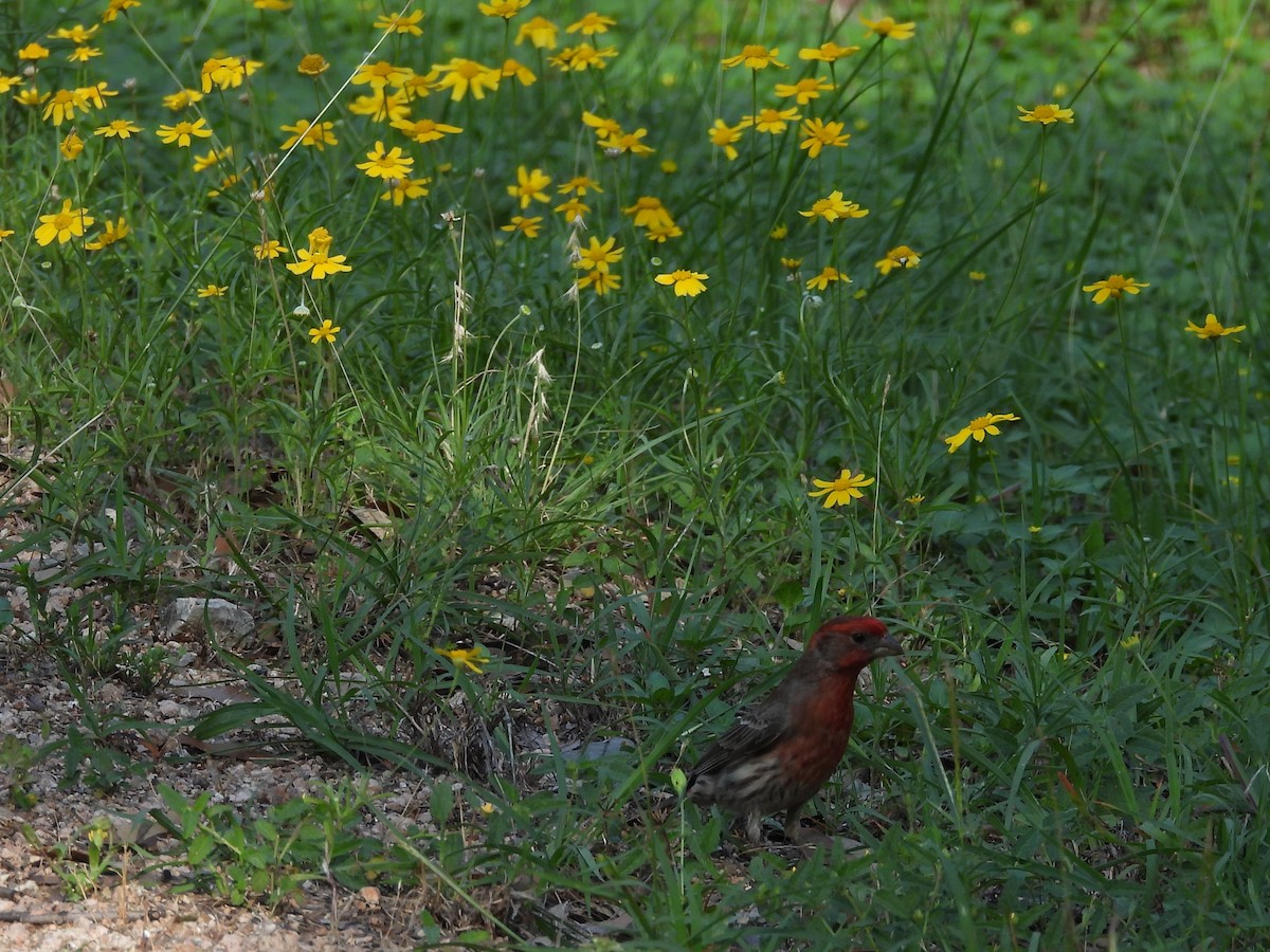 House Finch - ML635272905