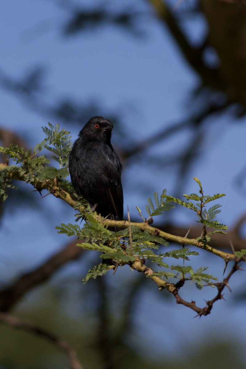 Fork-tailed Drongo - ML635272914