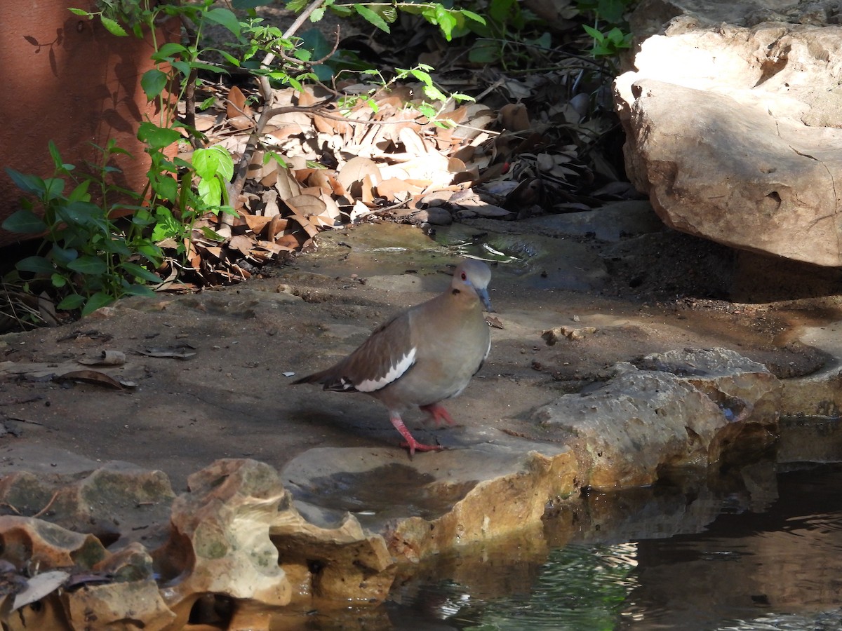 White-winged Dove - ML635272927