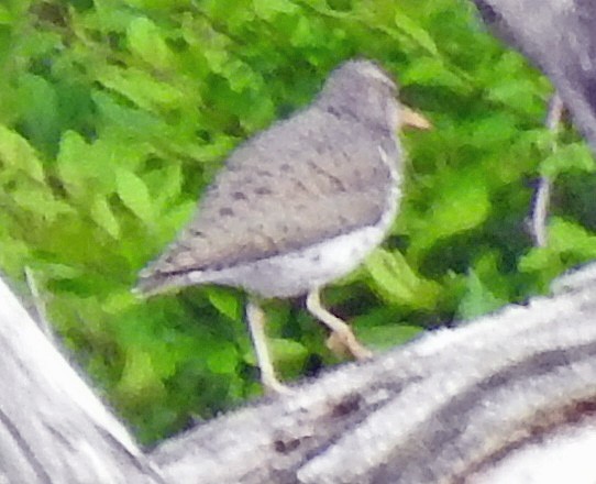Spotted Sandpiper - ML635272976
