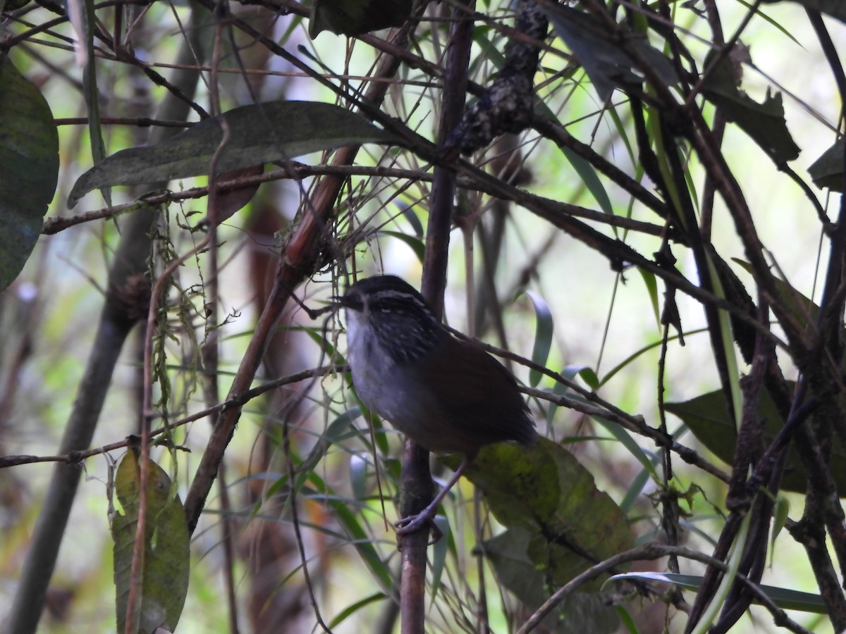 Hermit Wood-Wren - ML635272980