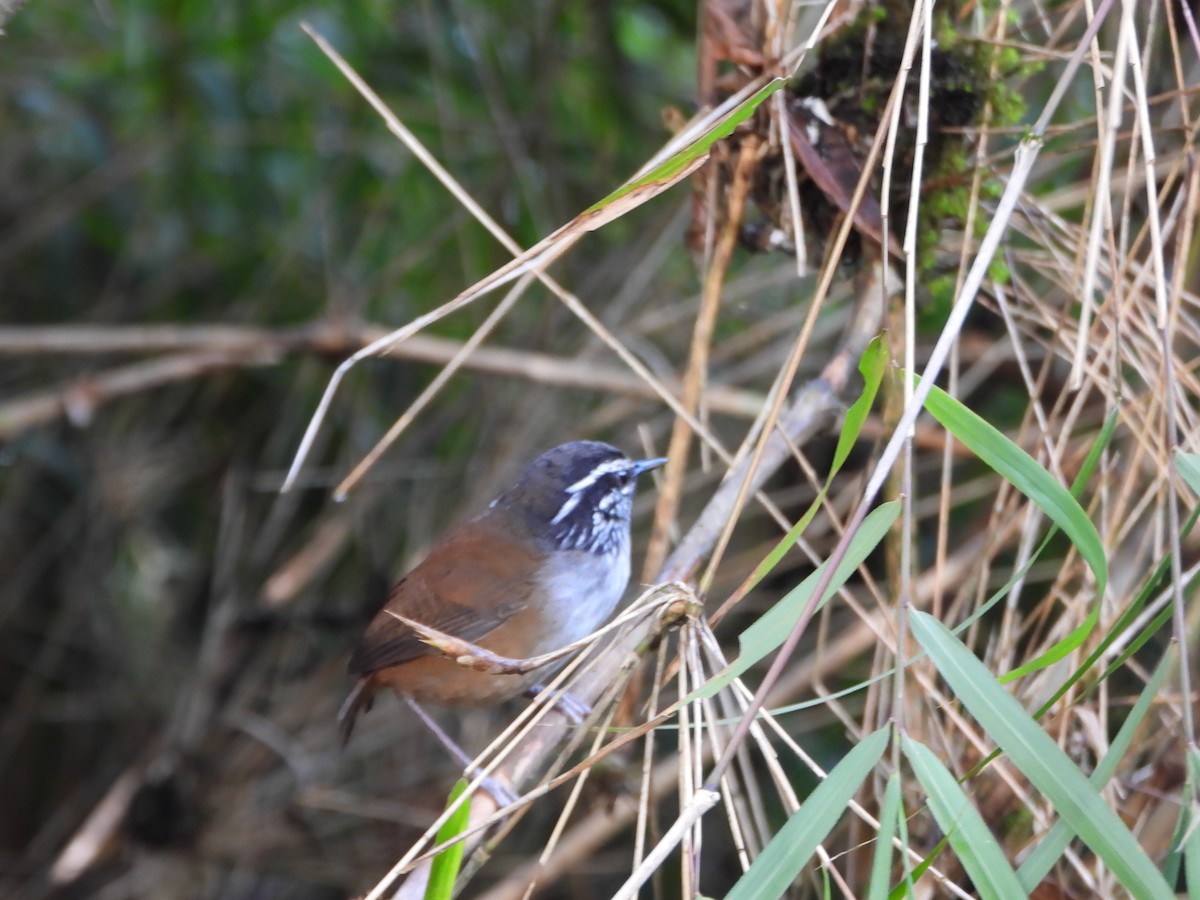 Hermit Wood-Wren - ML635272981