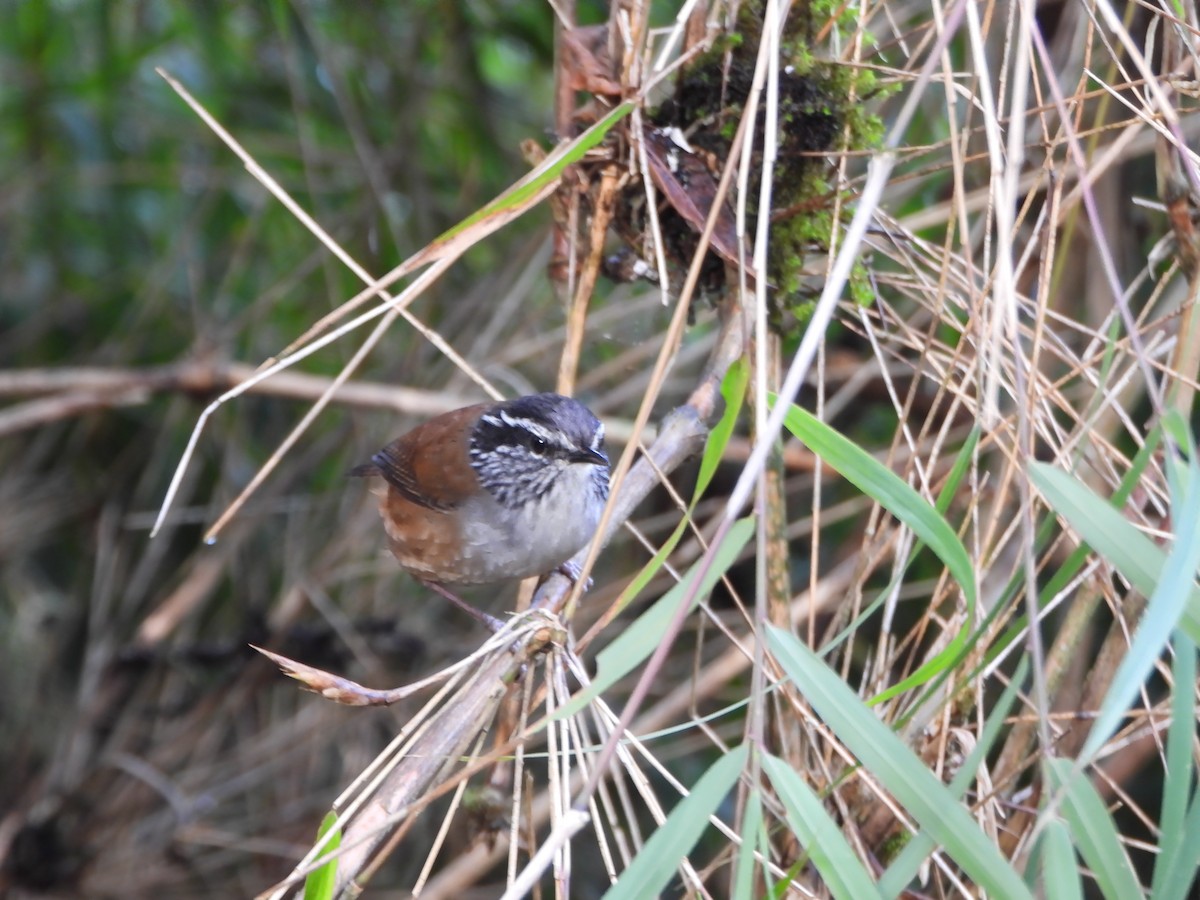 Hermit Wood-Wren - ML635272982