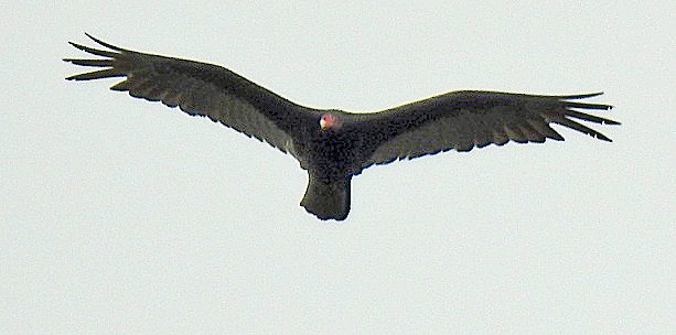 Turkey Vulture - ML635272994